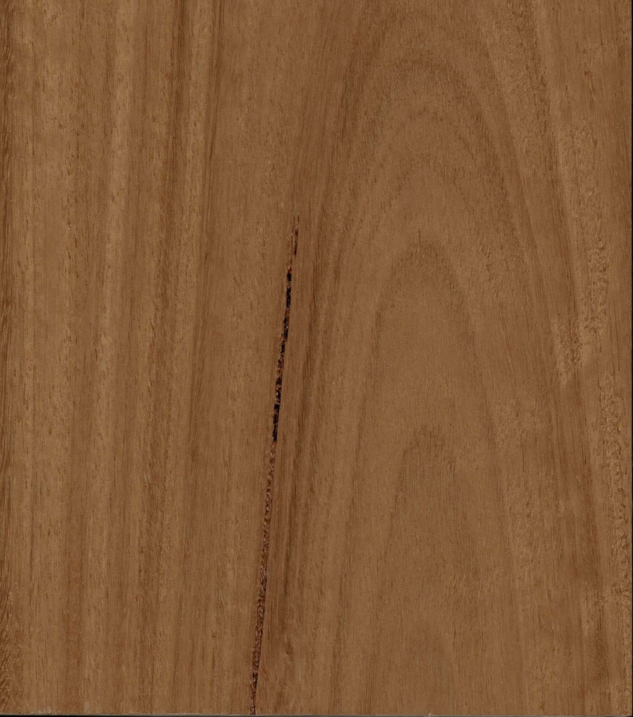 Blackbutt engineered timber flooring board, warm honey-brown with straight, even grain and the occasional darker streak
