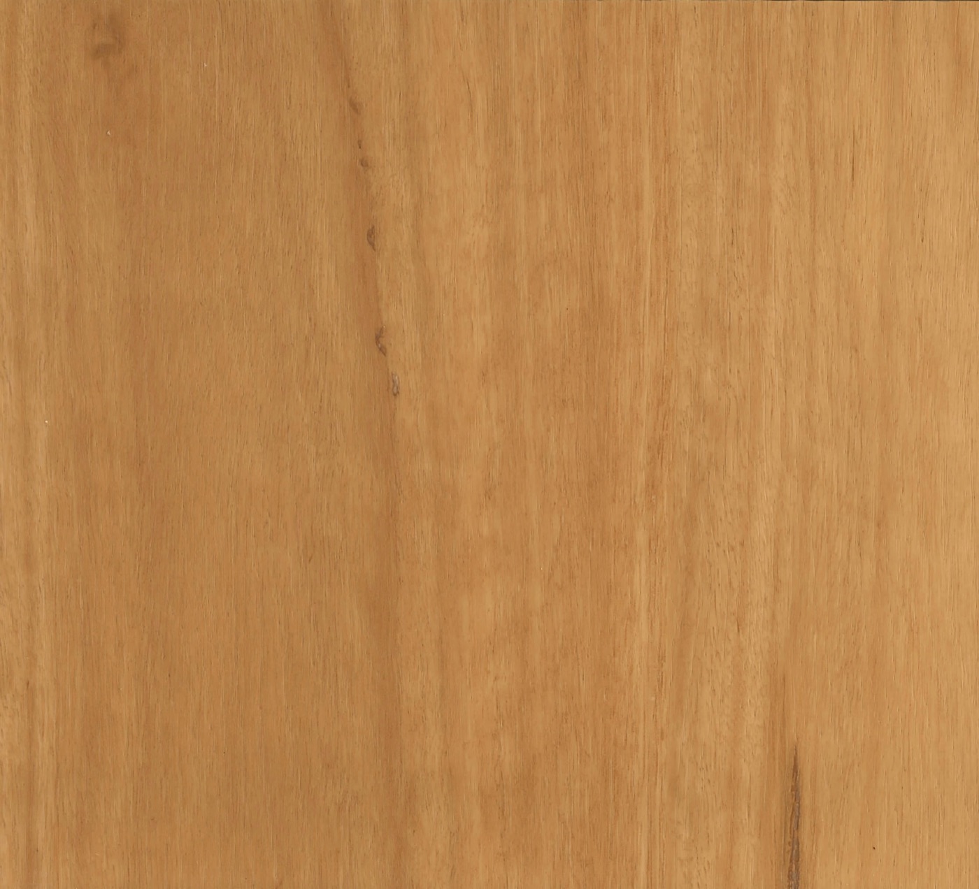 Blackbutt spc hybrid vinyl plank flooring board, warm, natural honey timber look