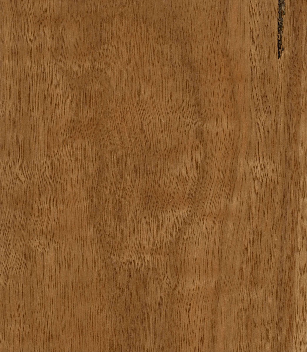 Spotted Gum engineered timber flooring board, rich mid-brown running to red-brown, with a wavy, mottled grain